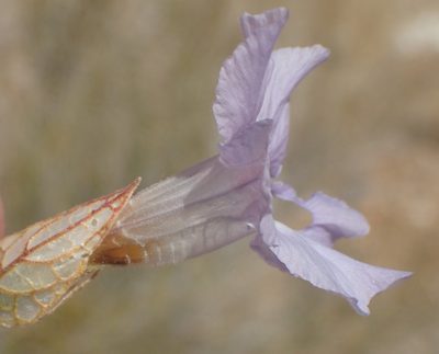 Petalidium lucens, photographed by Nicola van Berkel