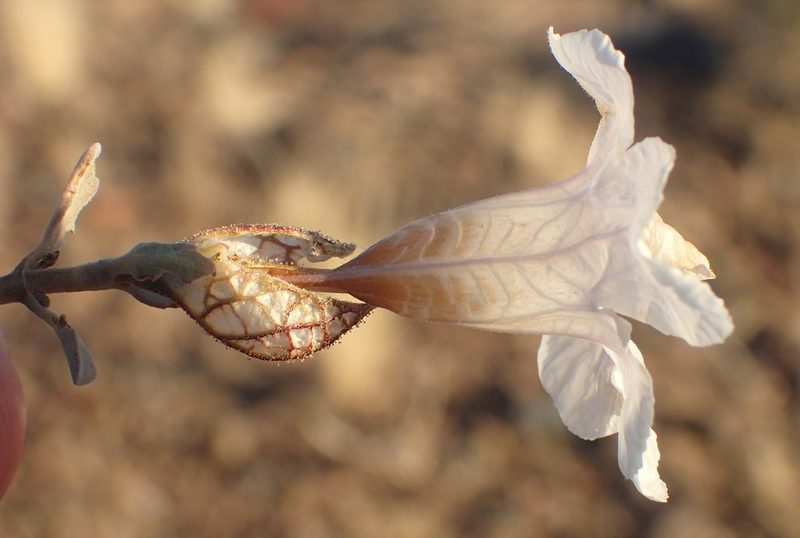 Petalidium lucens, photographed by Nicola van Berkel