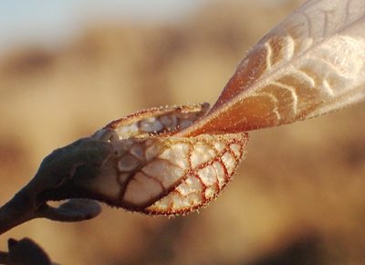 Petalidium lucens, photographed by Nicola van Berkel