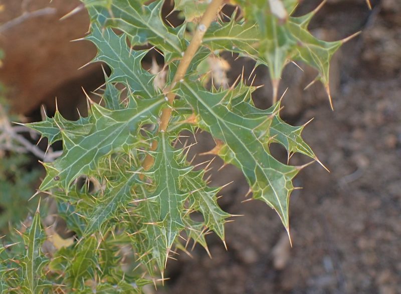 Berkheya chamaepeuce, photographed by Nicola van Berkel