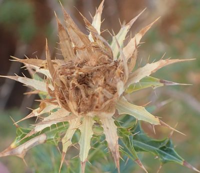 Berkheya chamaepeuce, photographed by Nicola van Berkel