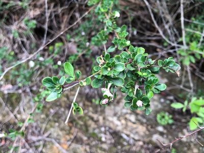 Serissa japonica, photographed by Cheng-Tao Lin