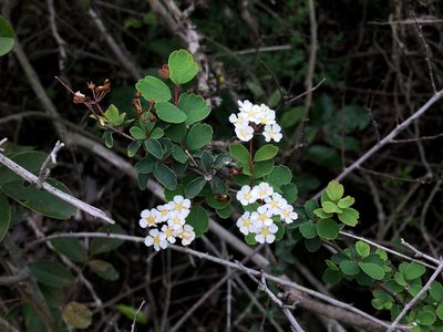 Spiraea blumei, photographed by Cheng-Tao Lin