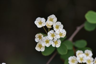 Spiraea blumei, photographed by Cheng-Tao Lin