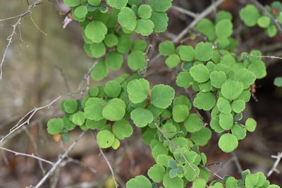 Spiraea blumei, photographed by Cheng-Tao Lin