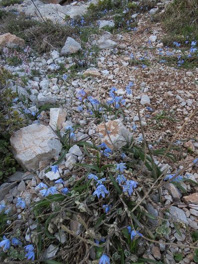 Scilla ingridiae, photographed by Yves Bas