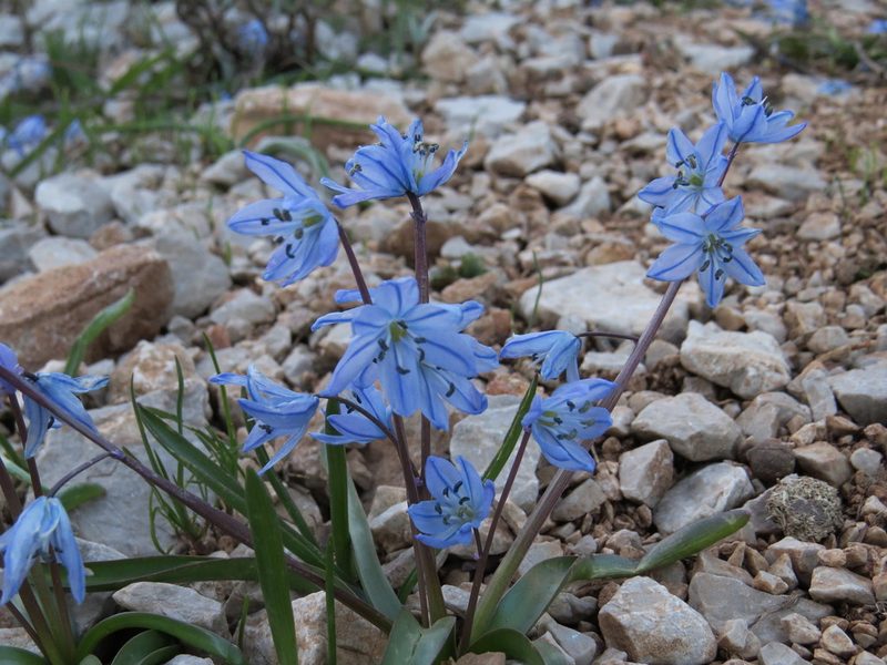 Scilla ingridiae, photographed by Yves Bas