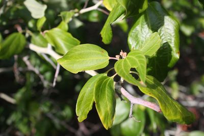 Ceanothus incanus, photographed by Scott Loarie