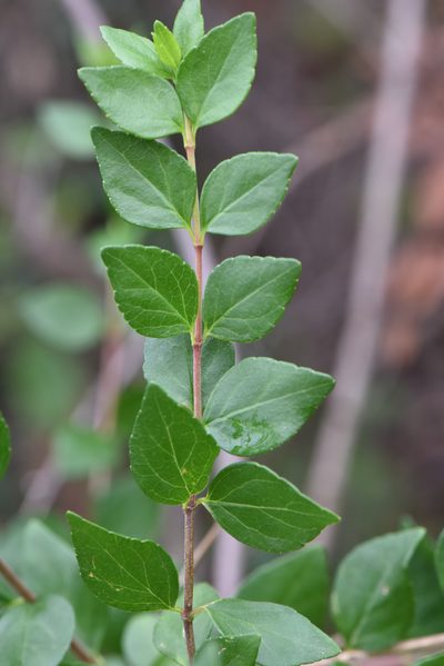 Linnaea chinensis, photographed by Cheng-Tao Lin