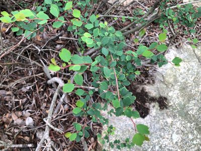 Spiraea blumei, photographed by Cheng-Tao Lin