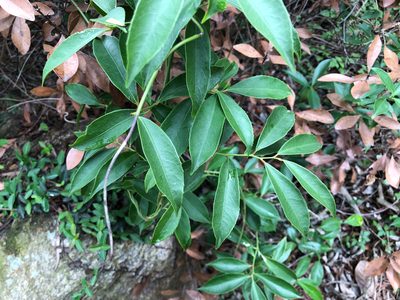 Celastrus hindsii, photographed by Cheng-Tao Lin