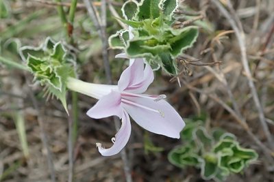 Barleria pungens, photographed by Peter Warren