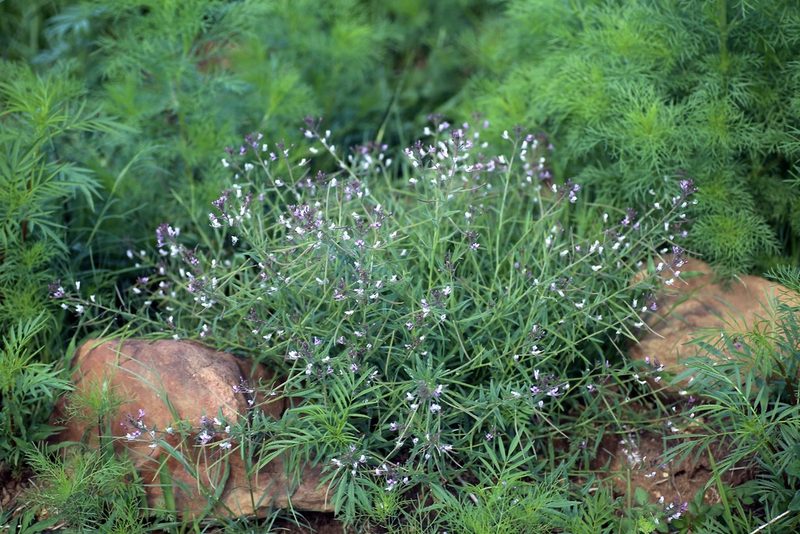 Cleome monophylla, photographed by Dr. Alexey Yakovlev