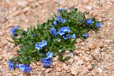 Mertensia tweedyi, photographed by Jason Grant