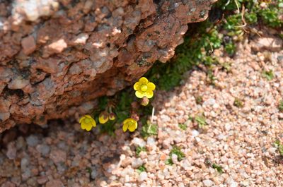 Saxifraga chrysantha, photographed by Jason Grant