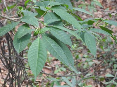Tabernaemontana alternifolia, photographed by Manoj Karingamadathil