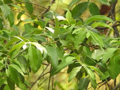 Santalum album, photographed by Manoj Karingamadathil