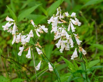 Penstemon laxiflorus, photographed by Shiva Shenoy