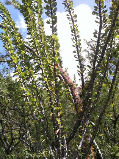 Fouquieria ochoterenae, photographed by Eugenio Padilla