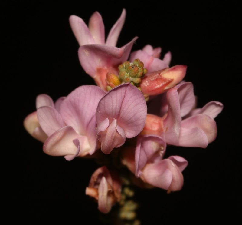 Aspalathus costulata, photographed by Brian du Preez