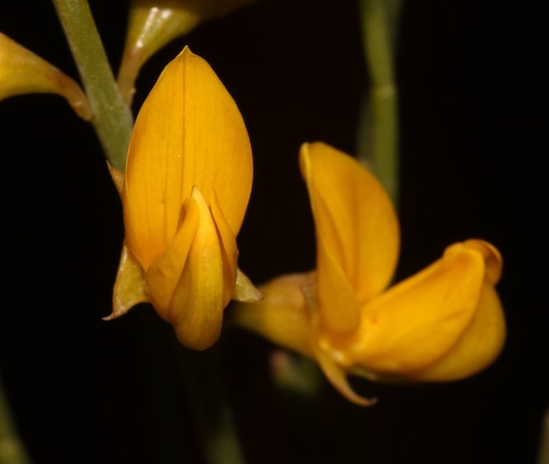 Lebeckia brevicarpa, photographed by Brian du Preez