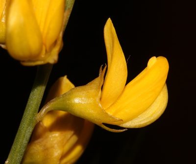Lebeckia brevicarpa, photographed by Brian du Preez