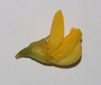 Lebeckia brevicarpa, photographed by Brian du Preez