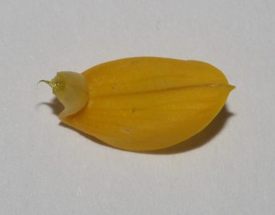 Lebeckia brevicarpa, photographed by Brian du Preez