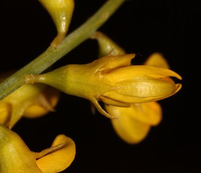 Lebeckia brevicarpa, photographed by Brian du Preez
