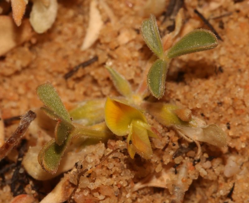 Leobordea esterhuyseniana, photographed by Brian du Preez