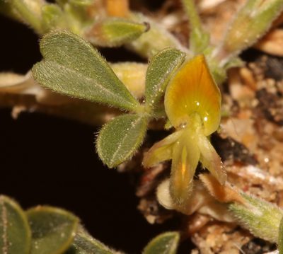 Leobordea esterhuyseniana, photographed by Brian du Preez