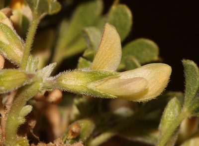 Leobordea esterhuyseniana, photographed by Brian du Preez