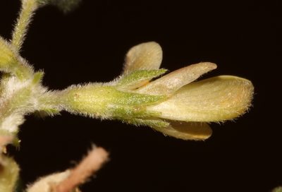 Leobordea esterhuyseniana, photographed by Brian du Preez