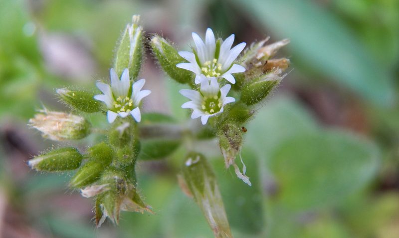 Cerastium brachypodum, photographed by Diana Foreman