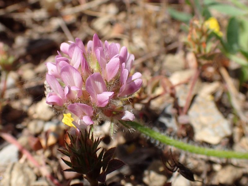 Astragalus echinatus, photographed by Katerina Kalogerini