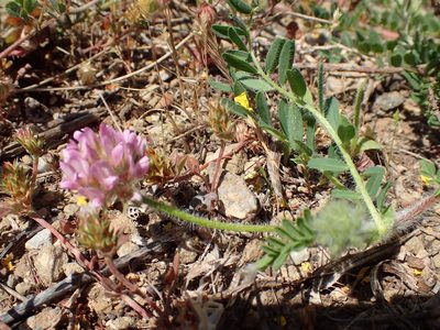 Astragalus echinatus, photographed by Katerina Kalogerini