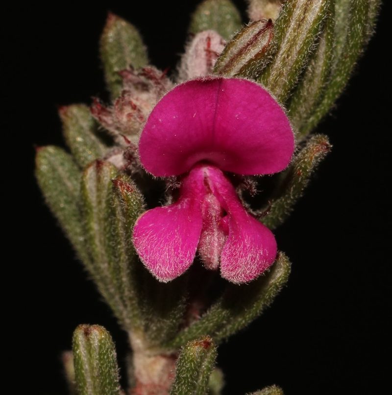 Indigofera rhodantha, photographed by Brian du Preez