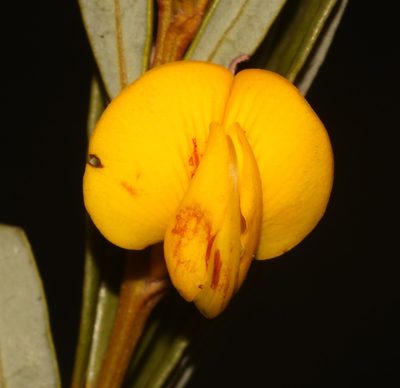 Cyclopia intermedia, photographed by Brian du Preez