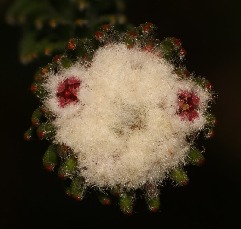 Phylica tortuosa, photographed by Brian du Preez