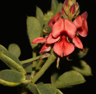 Indigofera erecta, photographed by Brian du Preez