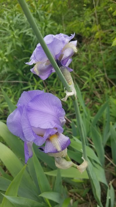 Iris pallida, photographed by casey