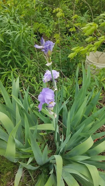 Iris pallida, photographed by casey