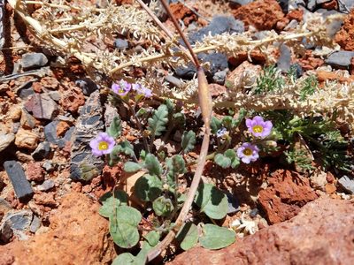 Phacelia gymnoclada, photographed by Quinn Campbell
