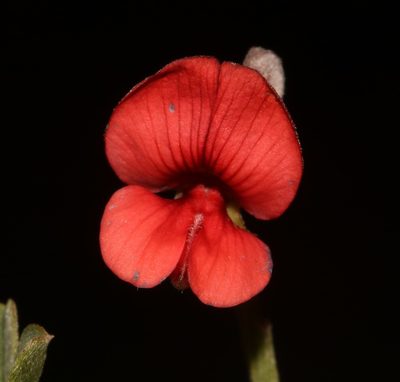 Indigofera glaucescens, photographed by Brian du Preez