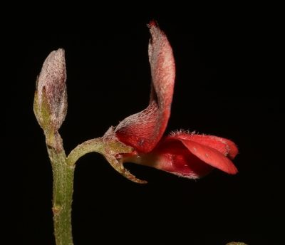 Indigofera glaucescens, photographed by Brian du Preez