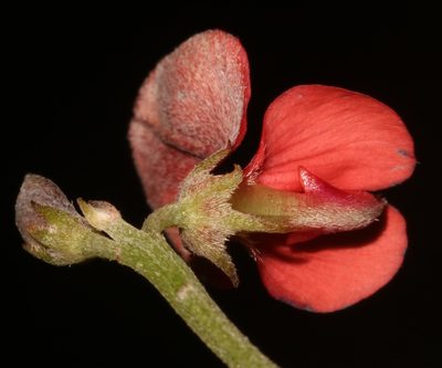 Indigofera glaucescens, photographed by Brian du Preez