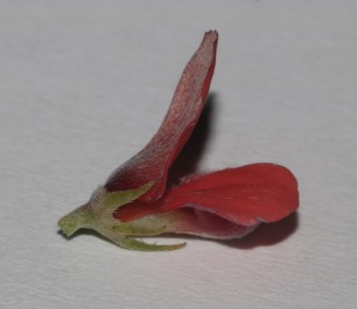 Indigofera glaucescens, photographed by Brian du Preez