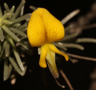 Aspalathus nivea, photographed by Brian du Preez