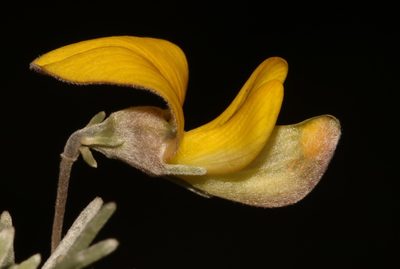 Aspalathus nivea, photographed by Brian du Preez