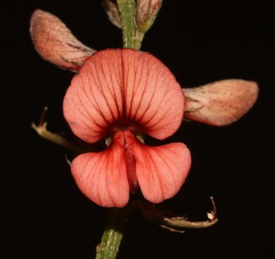 Indigofera disticha, photographed by Brian du Preez